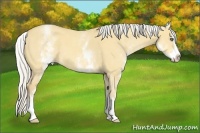 Horse Color:White Spotted Silver Amber Cream Champagne Dun Splash 