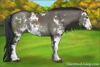 Horse Color:Grullo Sabino