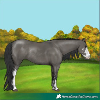 Horse Color:Grullo Sabino Rabicano