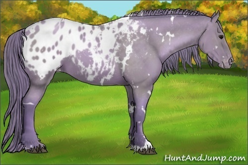 Horse Color:Watercolor White Spotted Black Pearl Sabino Blanket 