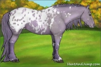 Horse Color:Watercolor White Spotted Black Pearl Sabino Blanket 