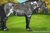 Horse Color:White Spotted Black Ice 