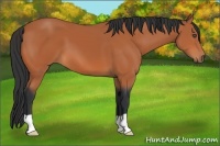 Horse Color:Bay Frame 