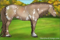 Horse Color:White Spotted Black Pearl Sabino 