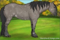 Horse Color:Grullo Frame
