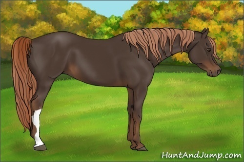 Horse Color:Liver Chestnut 