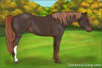 Horse Color:Liver Chestnut 