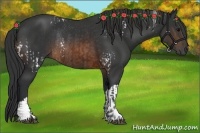 Horse Color:White Spotted Brown Rabicano  and Brown Rabicano 