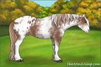 Horse Color:White Spotted Chestnut Appaloosa 