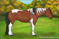 Horse Color:Bay Tobiano 