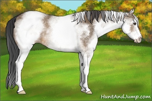 Horse Color:White Spotted Brown Dun Rabicano