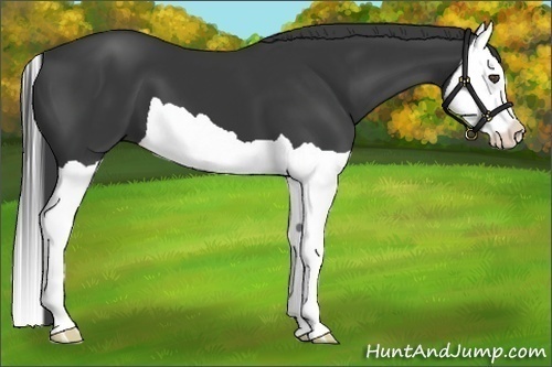 Horse Color:Black Splash