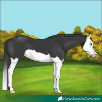Horse Color:Black Splash