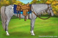 Horse Color:Smoky Black Appaloosa 