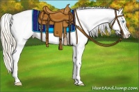 Horse Color:Smoky Creme Appaloosa 