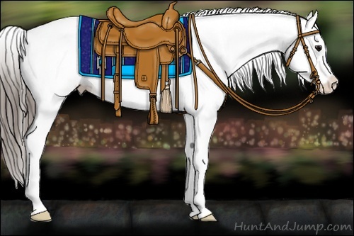Horse Color:White Spotted Smoky Black Splash Appaloosa 