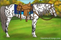 Horse Color:Grullo Appaloosa 