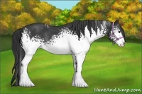 Horse Color:White Spotted Black Rabicano 