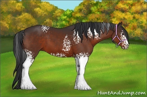 Horse Color:White Spotted Bay 