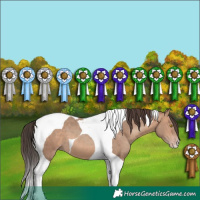 Horse Color:Sable Champagne Tobiano