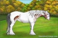 Horse Color:White Spotted Bay Tobiano