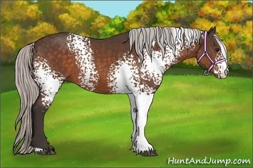 Horse Color:White Spotted Silver Bay 