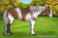 Horse Color:White Spotted Silver Bay 