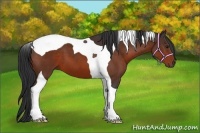 Horse Color:Bay Tobiano