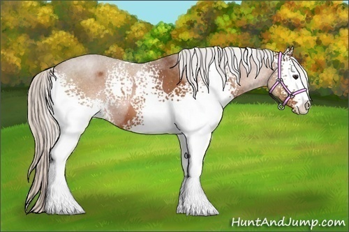 Horse Color:White Spotted Silver Bay Sabino 