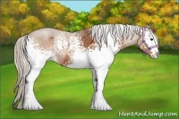 Horse Color:White Spotted Silver Bay Sabino