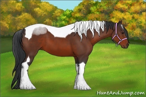 Horse Color:Bay Tobiano 