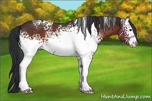 Horse Color:White Spotted Bay 