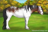 Horse Color:White Spotted Bay 