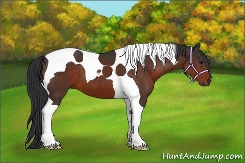 Horse Color:Bay Tobiano 