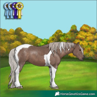 Horse Color:Silver Black Tobiano 