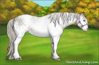 Horse Color:White Spotted Silver Black 