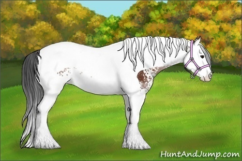 Horse Color:White Spotted Bay Splash Tobiano 