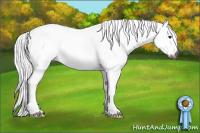 Horse Color:Gray White Spotted Silver Brown