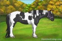 Horse Color:Black Tobiano 
