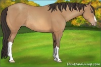 Horse Color:Amber Champagne Rabicano 