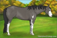 Horse Color:Grullo Sabino 
