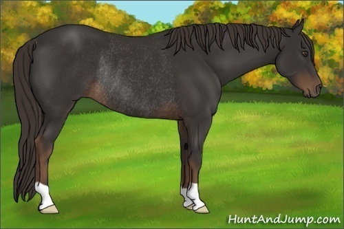 Horse Color:Liver Chestnut Rabicano 