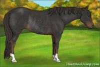 Horse Color:Liver Chestnut Rabicano