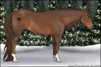 Horse Color:Liver Chestnut 