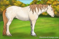 Horse Color:Amber Champagne Ice Pearl Rabicano 