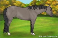 Horse Color:Grullo 