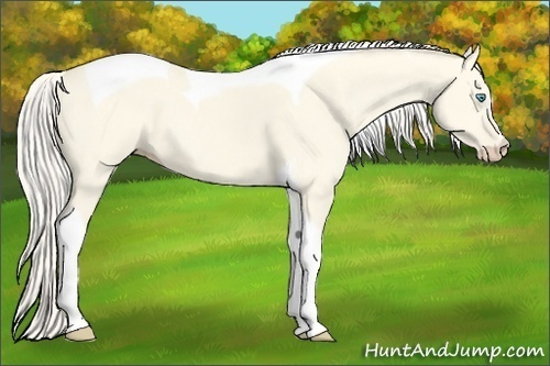 Horse Color:Cremello Dun Tobiano