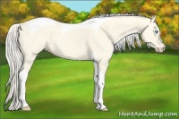 Horse Color:Cremello Dun Tobiano