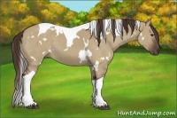 Horse Color:White Spotted Liver Red Dun Tobiano 