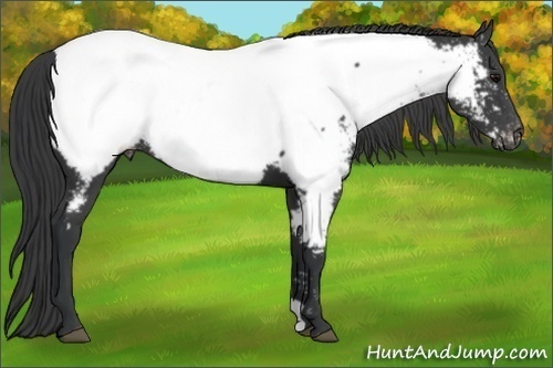 Horse Color:Black Appaloosa 